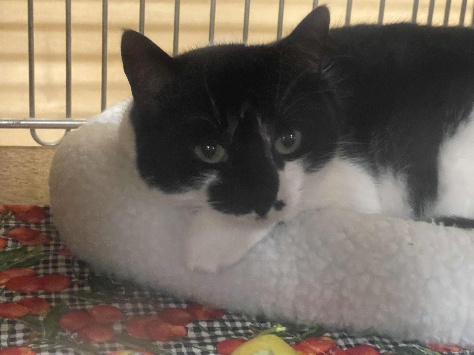 Enlarge Punkin, a Adopted Domestic Short Hair in Mesquite, TX image 2/2