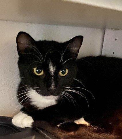 Naomi, Adoptable, Adult Female Domestic Short Hair.