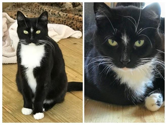 Naomi, Adoptable, Adult Female Domestic Short Hair.