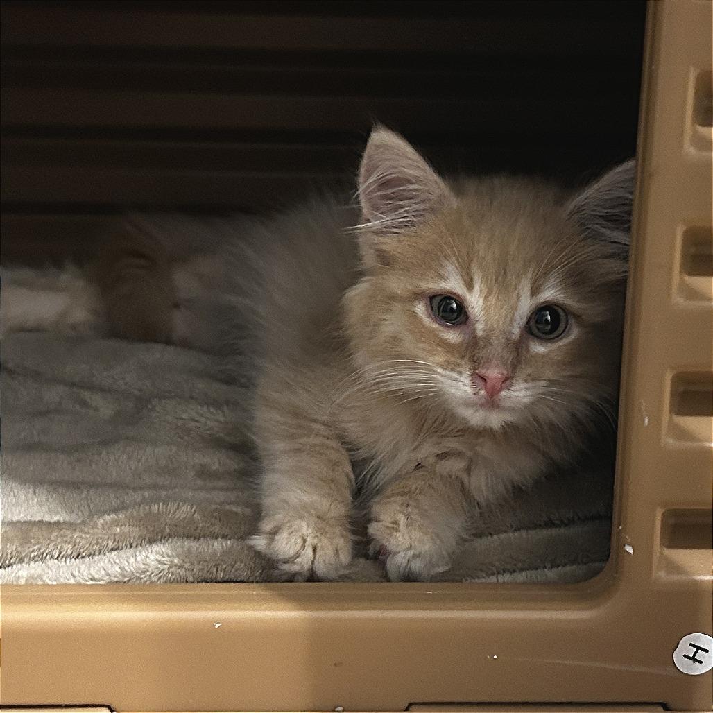 Mac & Cheese, Adoptable, Young Male Domestic Short Hair.