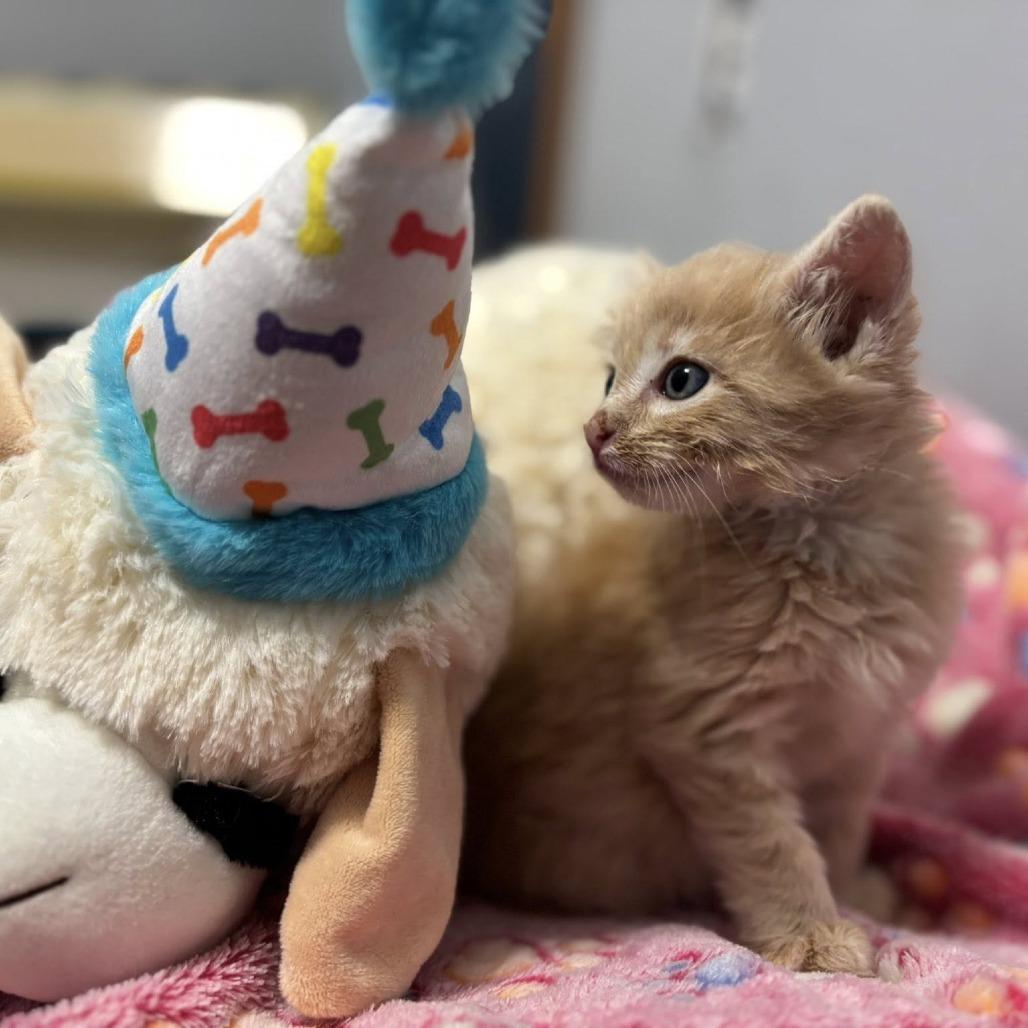 Enlarge Mac & Cheese, a Adoptable Domestic Short Hair in Boulder, CO image 2/6