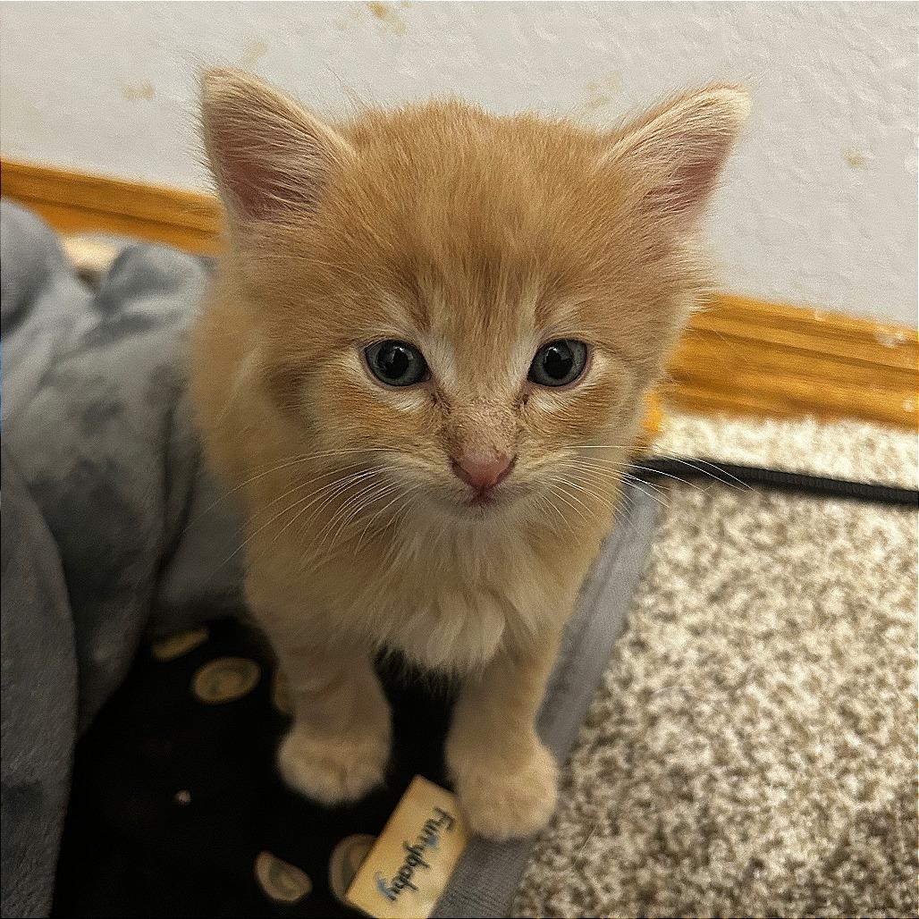 Enlarge Mac & Cheese, a Adoptable Domestic Short Hair in Boulder, CO image 3/6