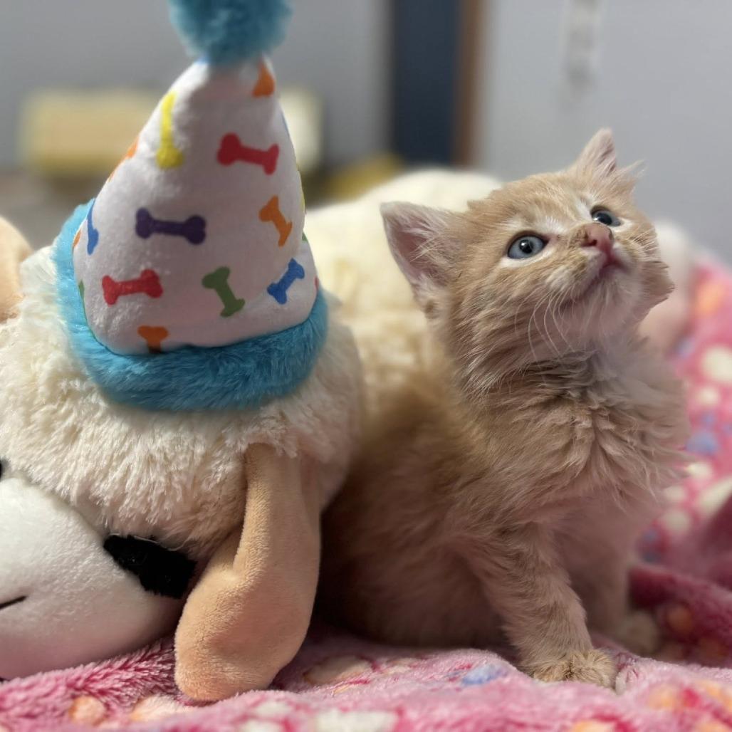 Enlarge Mac & Cheese, a Adoptable Domestic Short Hair in Boulder, CO image 5/6