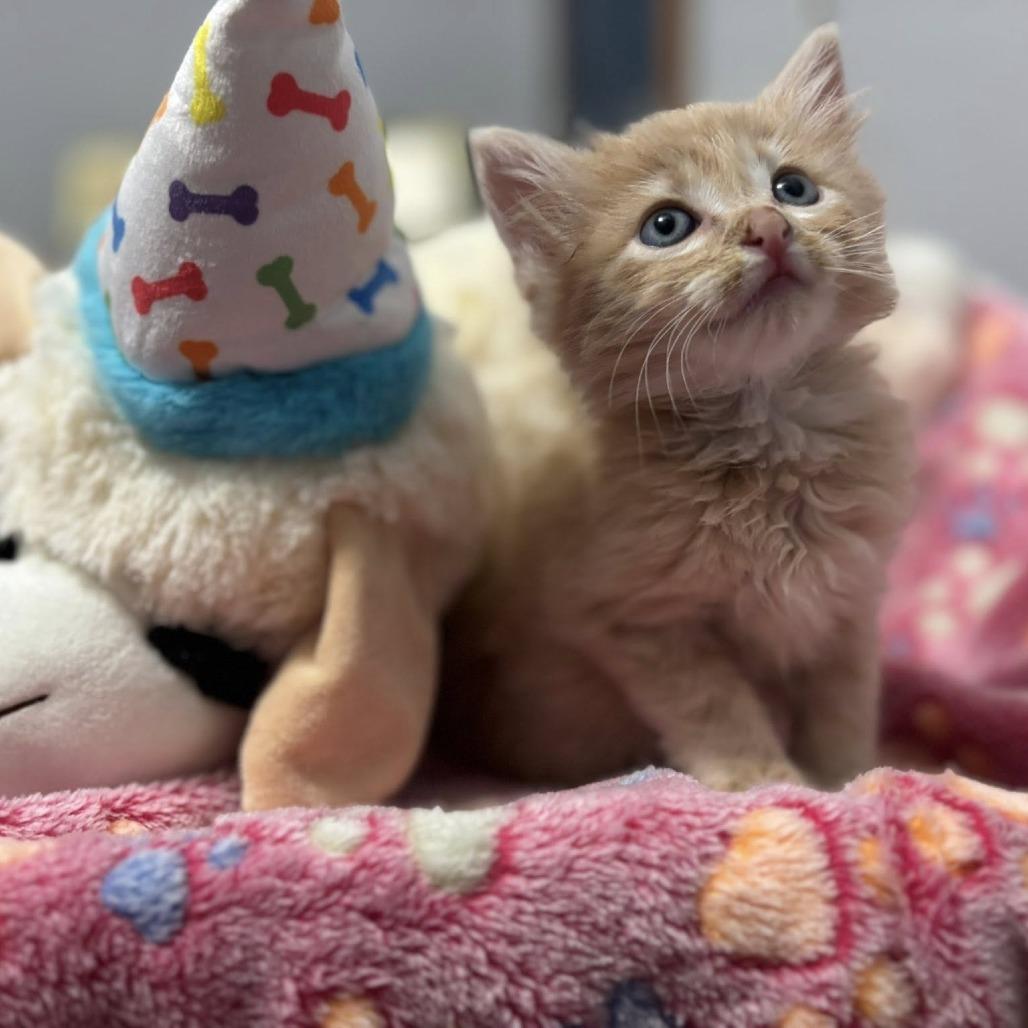 Enlarge Mac & Cheese, a Adoptable Domestic Short Hair in Boulder, CO image 6/6