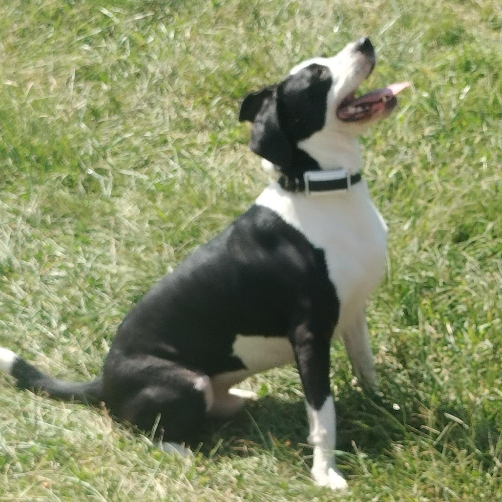 Enzo, Adoptable, Adult Male Mixed Breed.