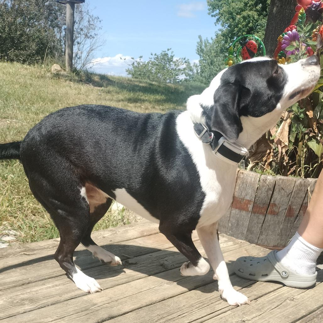 Enlarge Enzo, a Adoptable Mixed Breed in Brooksville, KY image 2/3