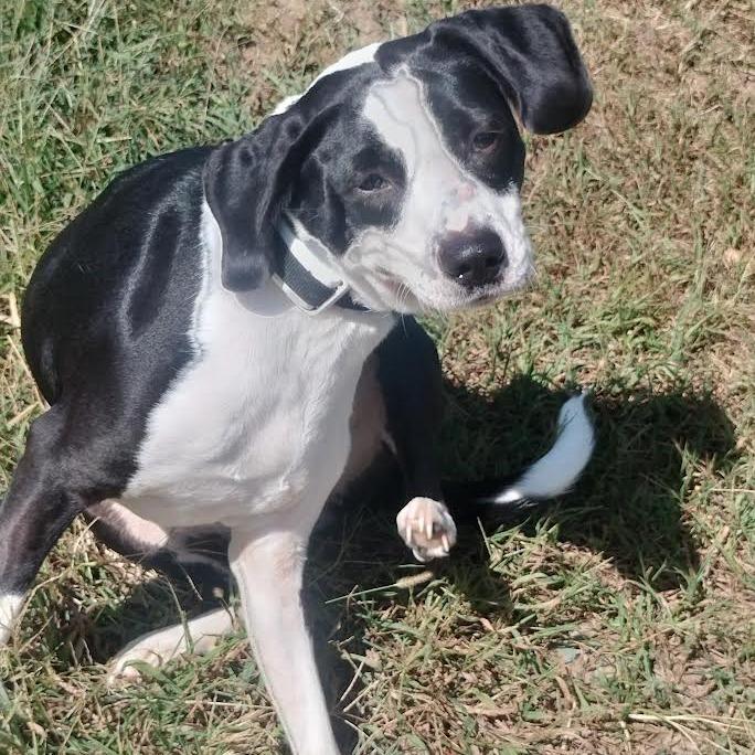 Enlarge Enzo, a Adoptable Mixed Breed in Brooksville, KY image 3/3