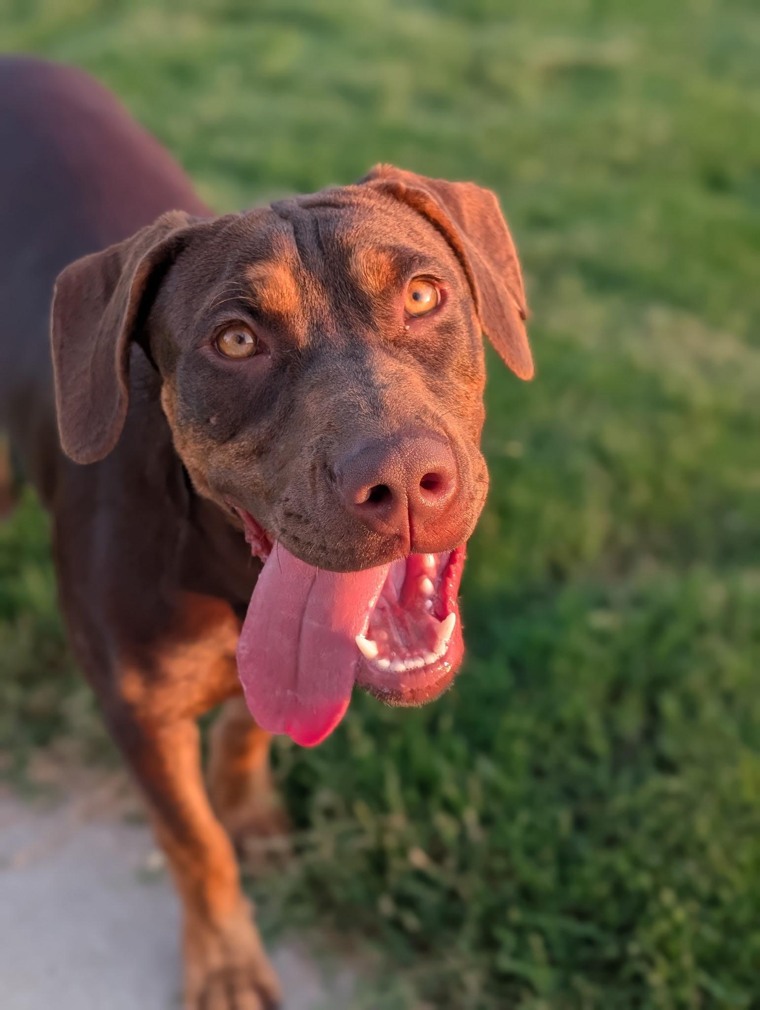 Enlarge Ruby, a Adopted mixed breed in Charlotte, NC image 1/1