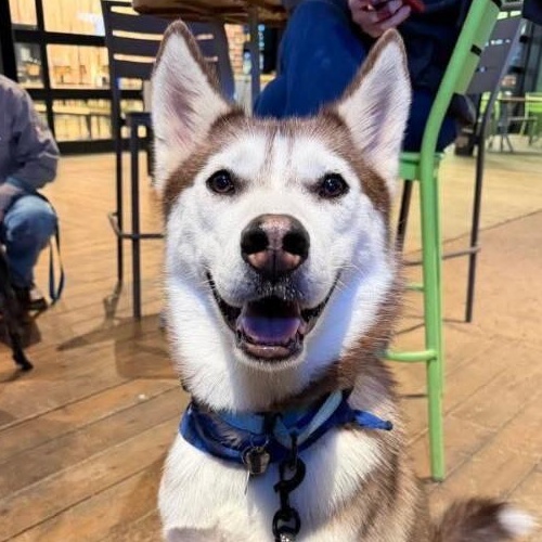 Midnight Dreamboat — thumbnail 2