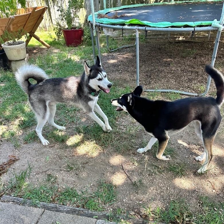 Midnight Dreamboat — thumbnail 3