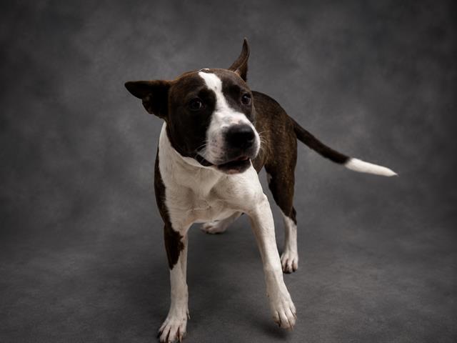 SCOUT, Adoptable, Young Male Bull Terrier & Mixed Breed.