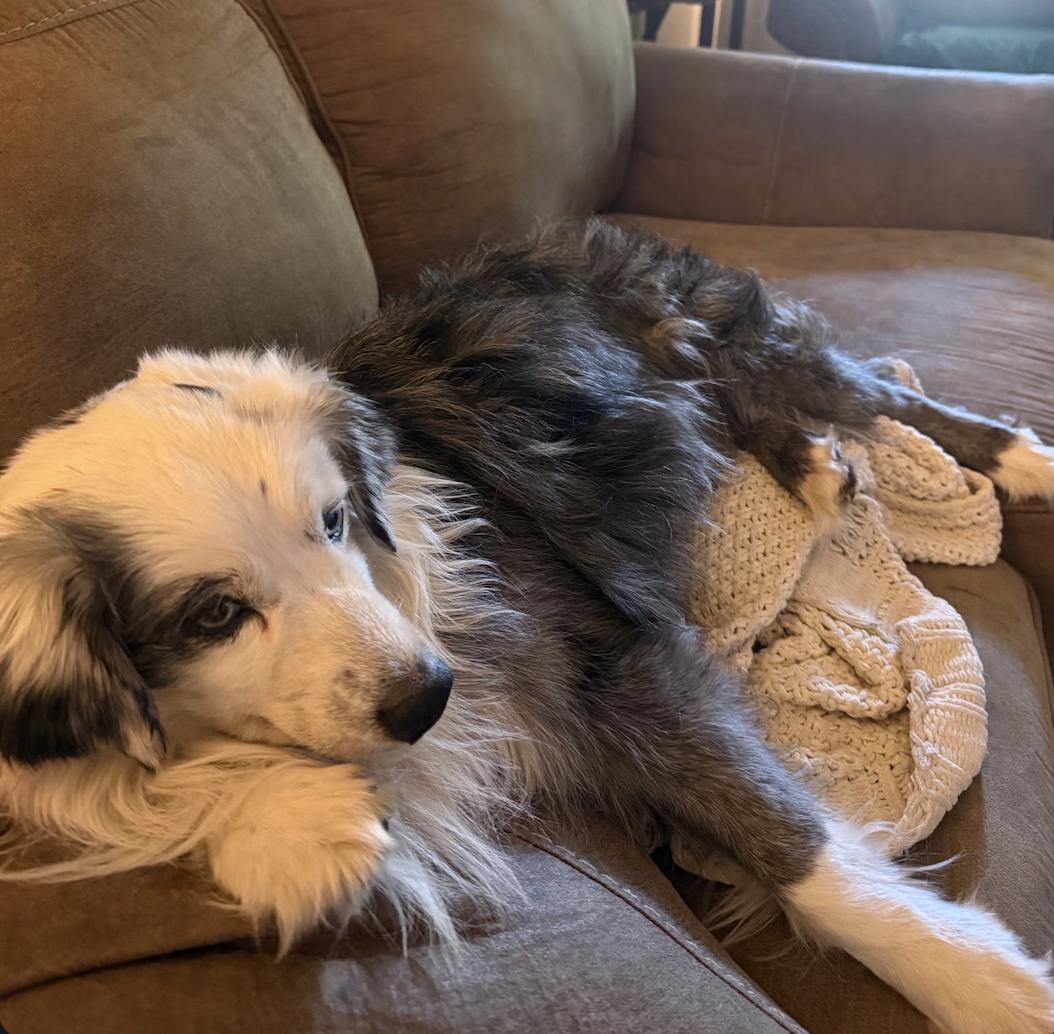 Quigley, Adoptable, Senior Male Australian Shepherd.