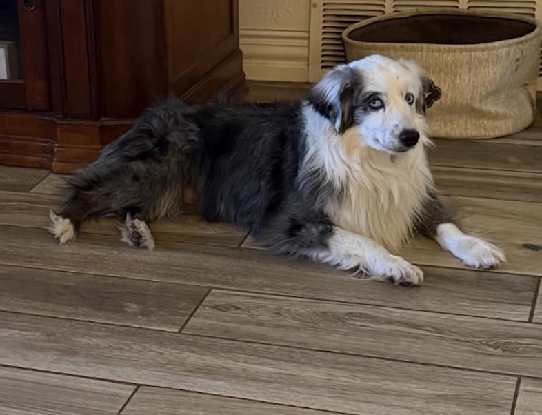 Enlarge Quigley, a Adopted Australian Shepherd in Arlington, TX image 1/5