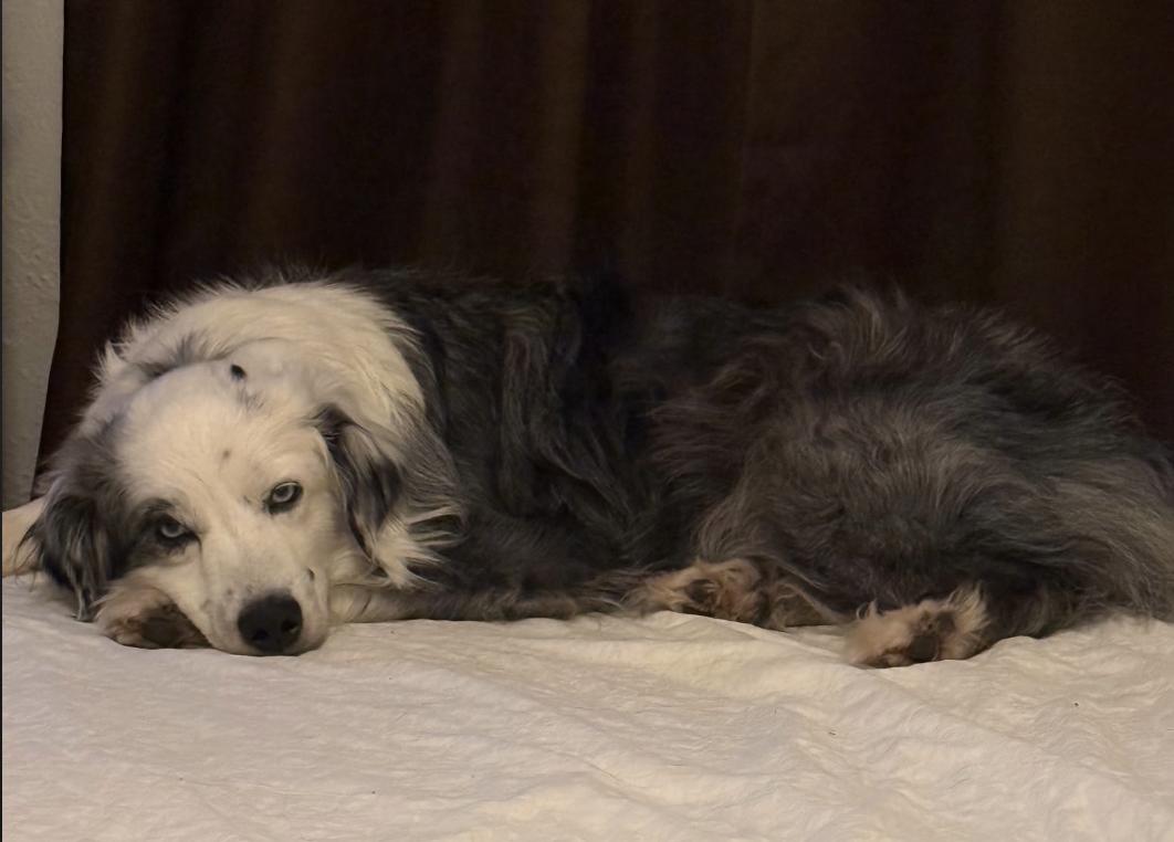 Enlarge Quigley, a Adopted Australian Shepherd in Arlington, TX image 3/5