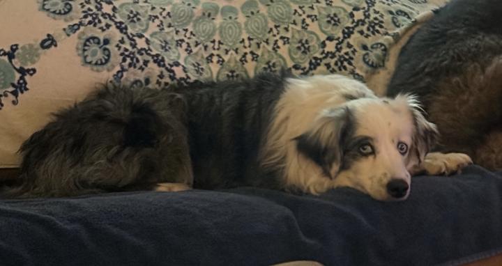 Enlarge Quigley, a Adopted Australian Shepherd in Arlington, TX image 4/5