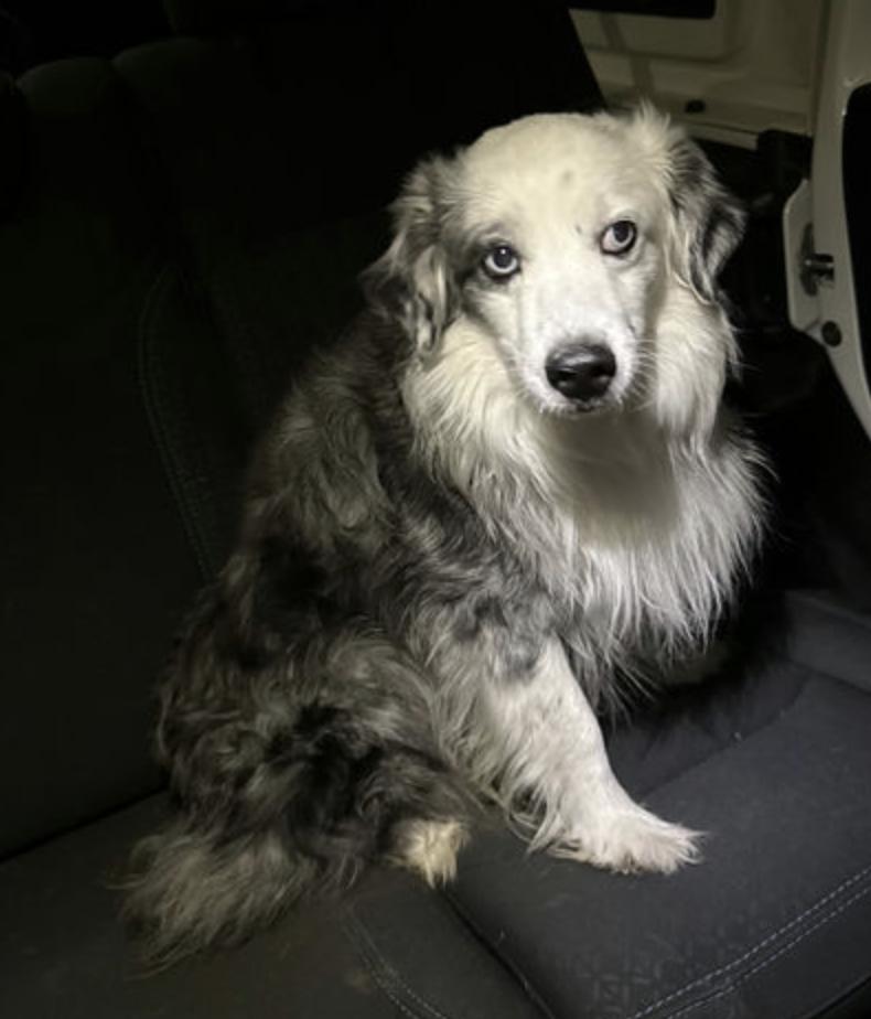 Enlarge Quigley, a Adopted Australian Shepherd in Arlington, TX image 5/5