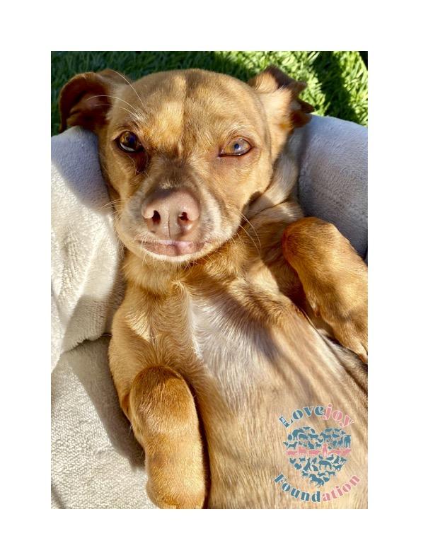 Ladybug COH, Adoptable, Young Female Chihuahua.