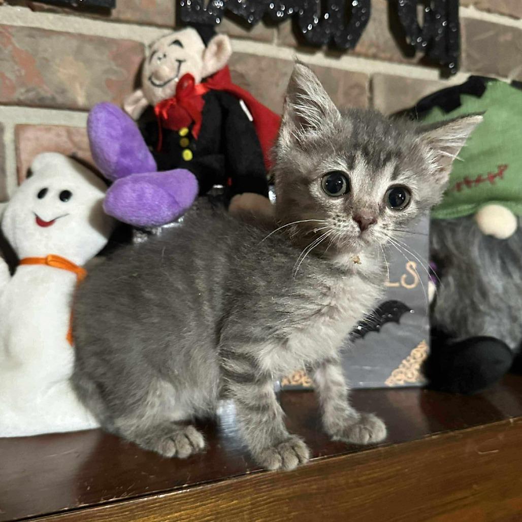 Chica, a Adoptable Domestic Short Hair in Madison, WI image 1/6