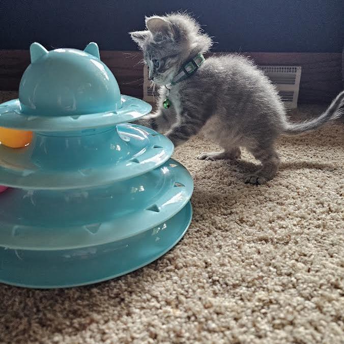 Chica, a Adoptable Domestic Short Hair in Madison, WI image 2/6