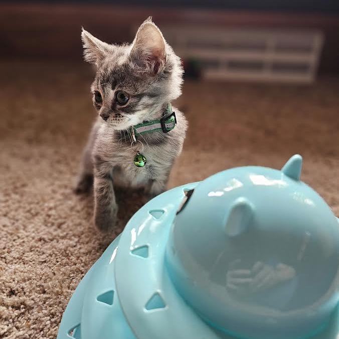 Chica, a Adoptable Domestic Short Hair in Madison, WI image 3/6