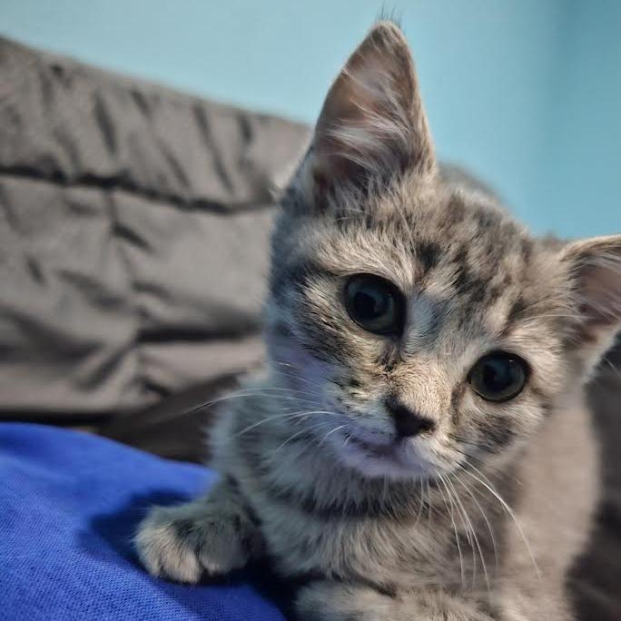 Chica, a Adoptable Domestic Short Hair in Madison, WI image 4/6