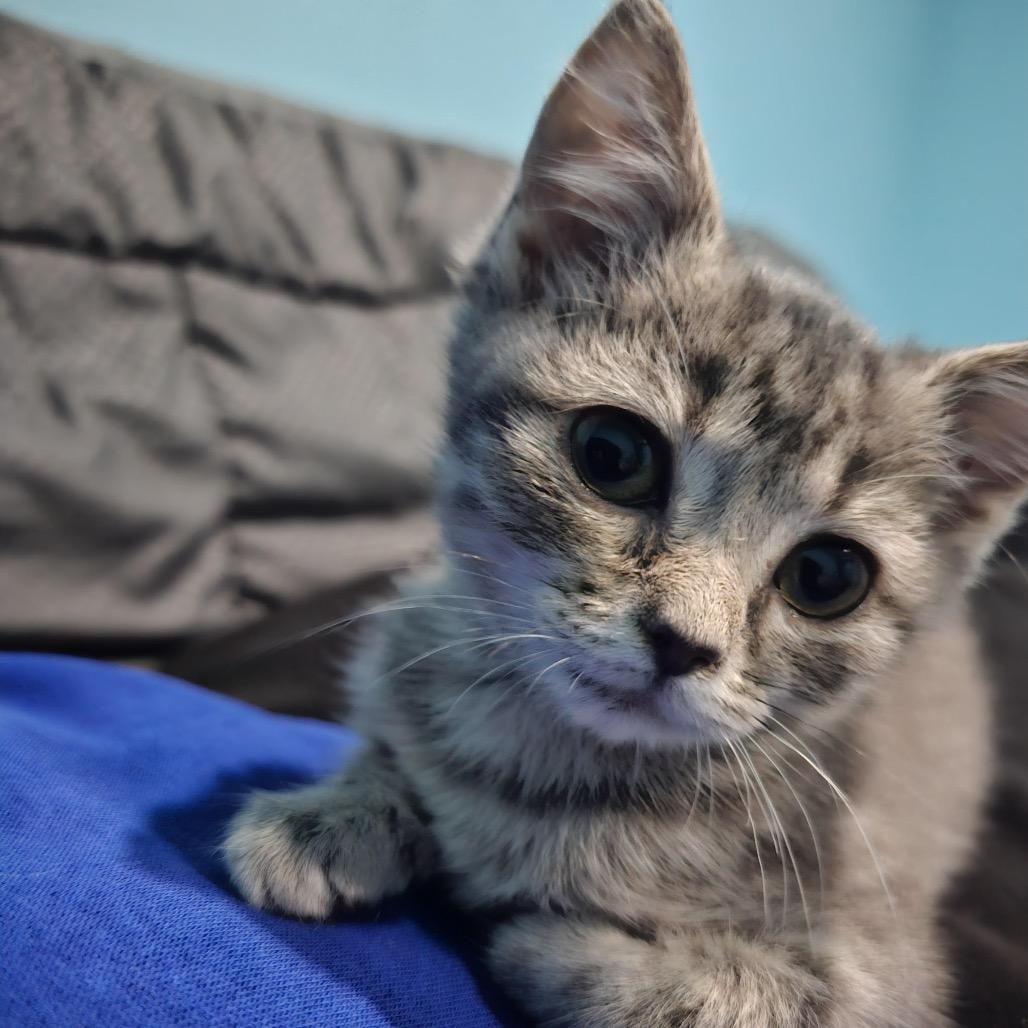 Chica, a Adoptable Domestic Short Hair in Madison, WI image 5/6