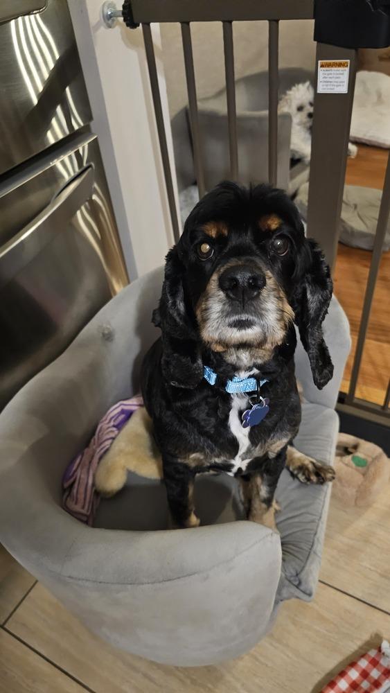 Enlarge Baxter, a Adoptable Cocker Spaniel in Springdale, PA image 1/5
