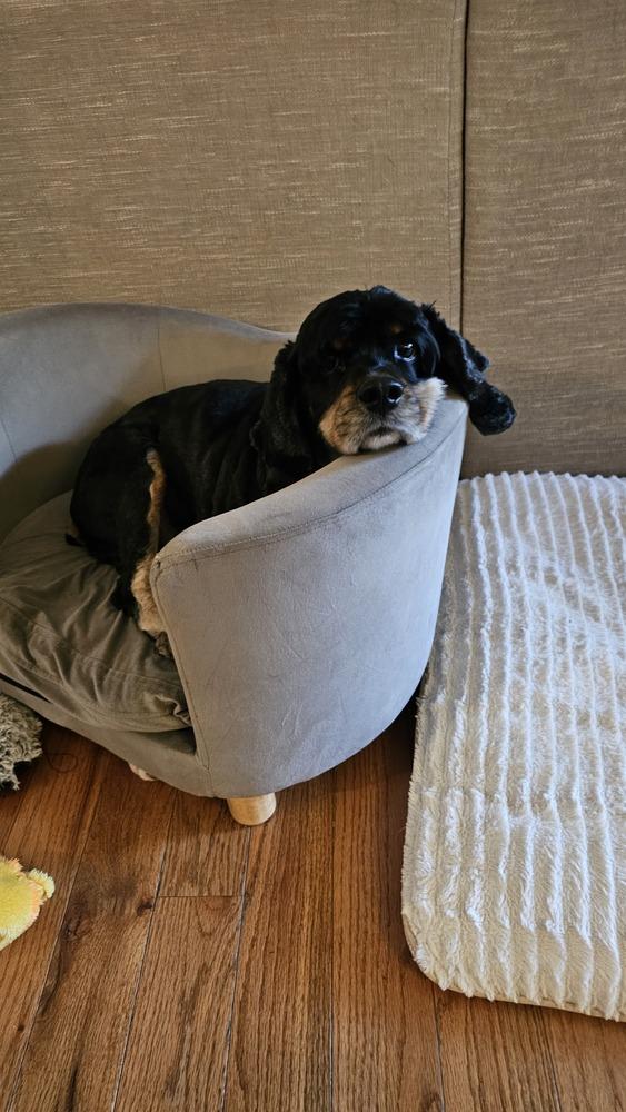 Enlarge Baxter, a Adoptable Cocker Spaniel in Springdale, PA image 2/5