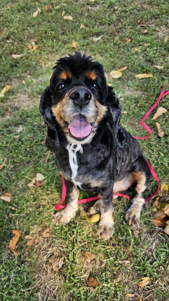 Enlarge Baxter, a Adoptable Cocker Spaniel in Springdale, PA image 3/5