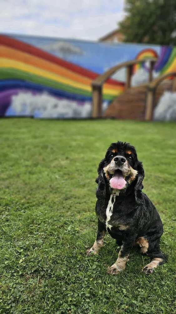 Enlarge Baxter, a Adoptable Cocker Spaniel in Springdale, PA image 5/5