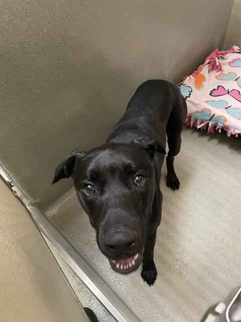 MARCEL, Adoptable, Young Male Labrador Retriever.