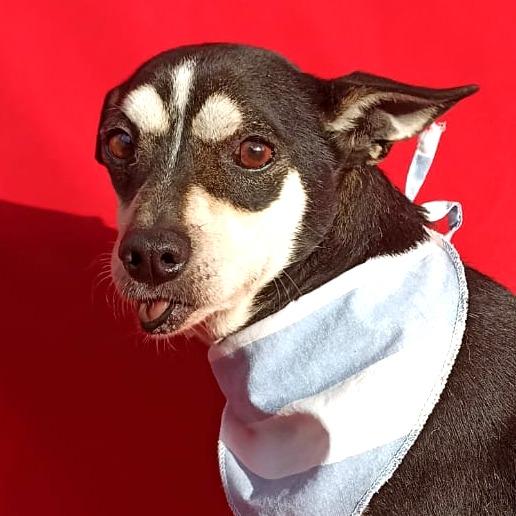 Rambo, a Adoptable mixed breed in San Diego, CA image 1/2