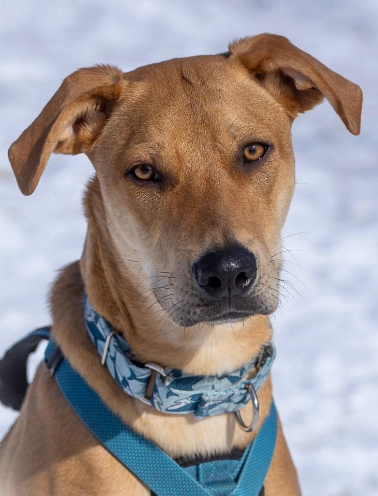 Abe, Adoptable, Young Male Mixed Breed.