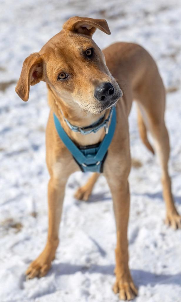 Enlarge Abe, a Adoptable mixed breed in Savage, MN image 2/6