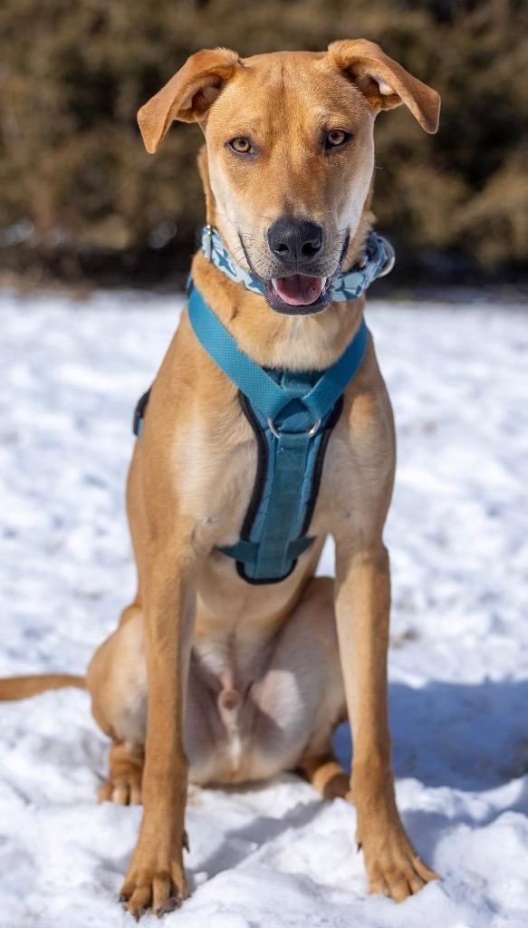 Abe, Adoptable, Young Male Mixed Breed.
