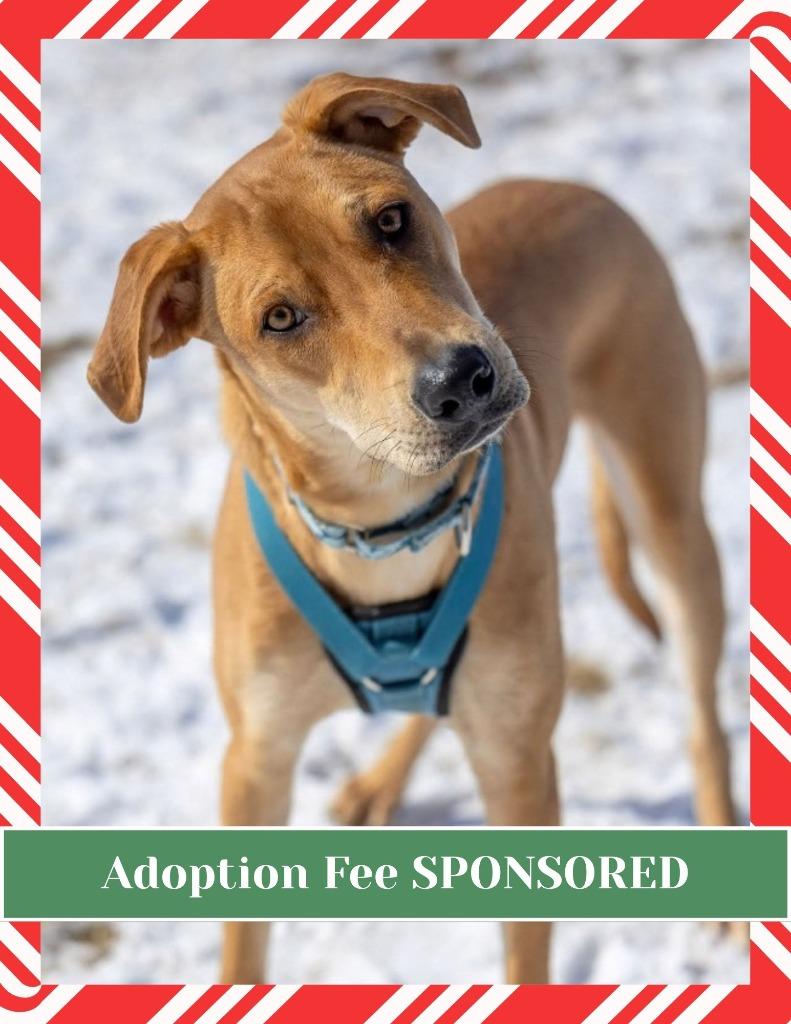 Enlarge Abe, a Adoptable mixed breed in Savage, MN image 3/6