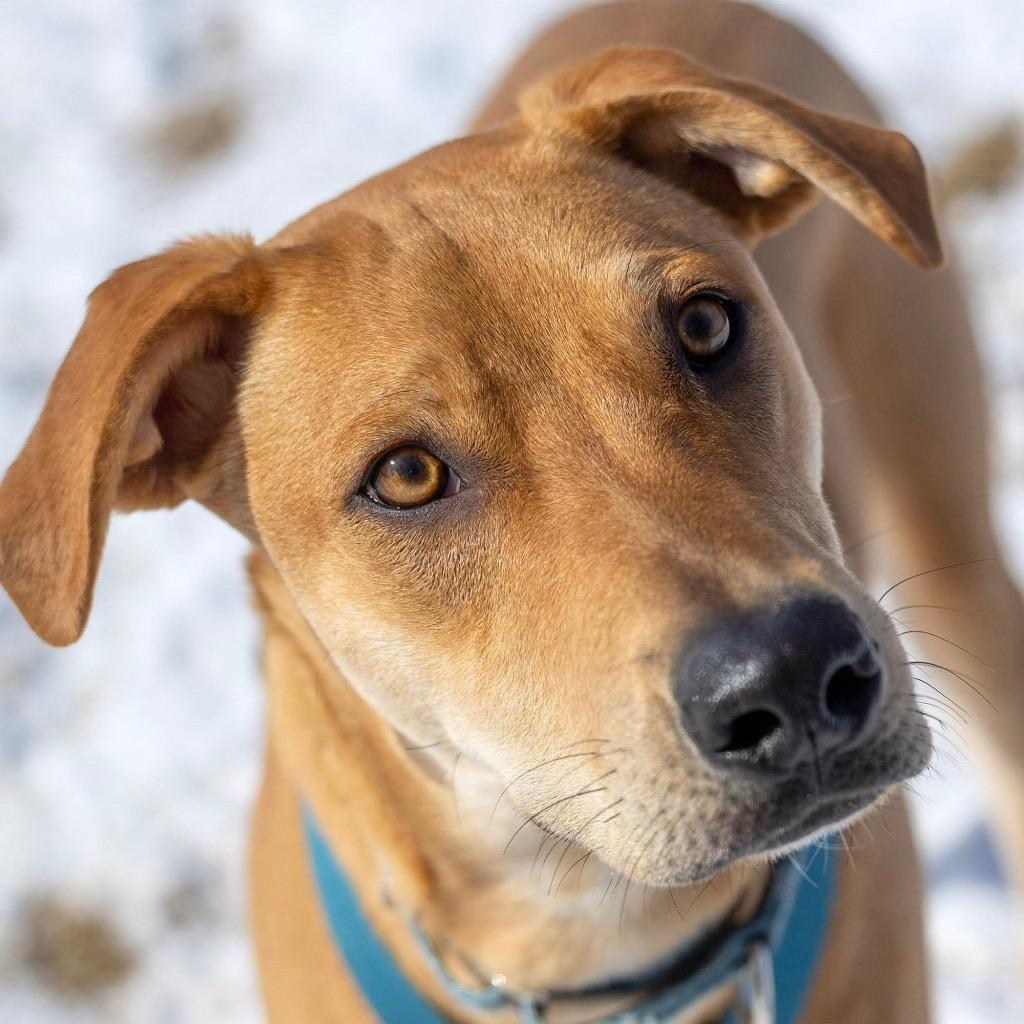 Enlarge Abe, a Adoptable mixed breed in Savage, MN image 5/6