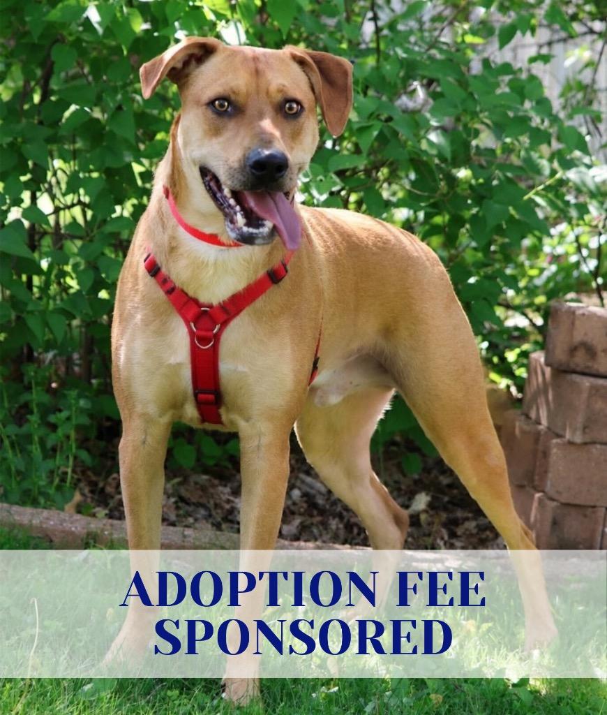 Abe, Adoptable, Young Male Mixed Breed.