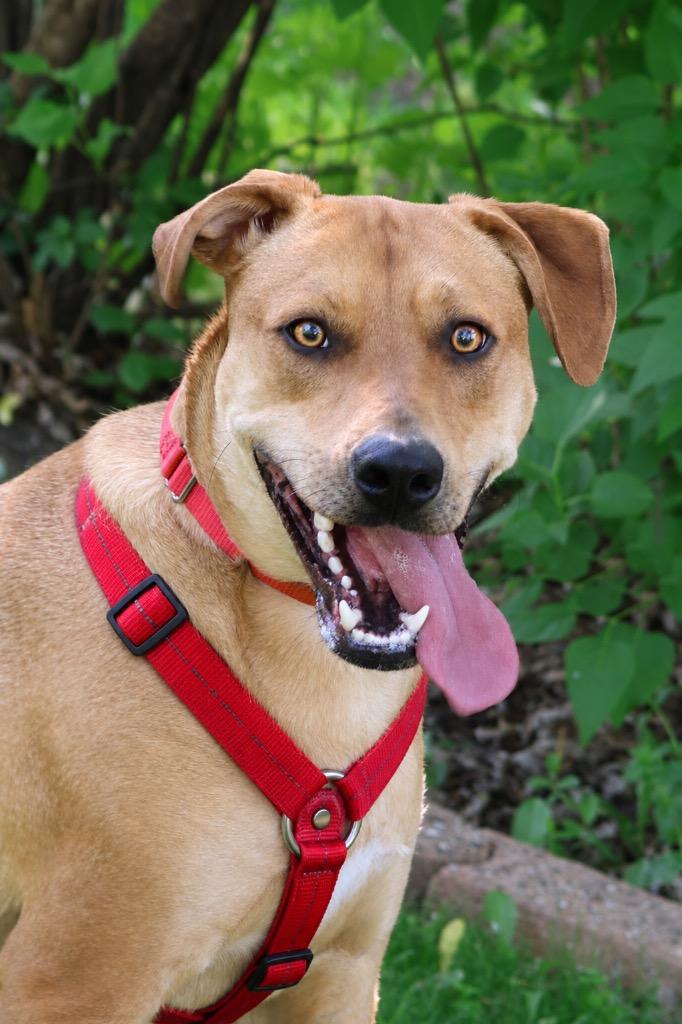 Abe, a Adoptable mixed breed in Savage, MN image 2/4
