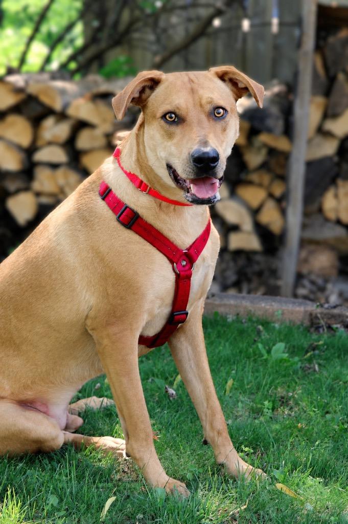 Abe, a Adoptable mixed breed in Savage, MN image 3/4