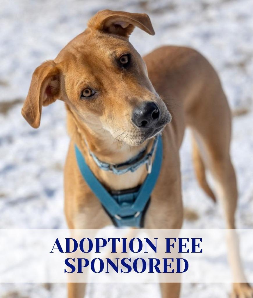 Enlarge Abe, a Adoptable mixed breed in Savage, MN image 5/6