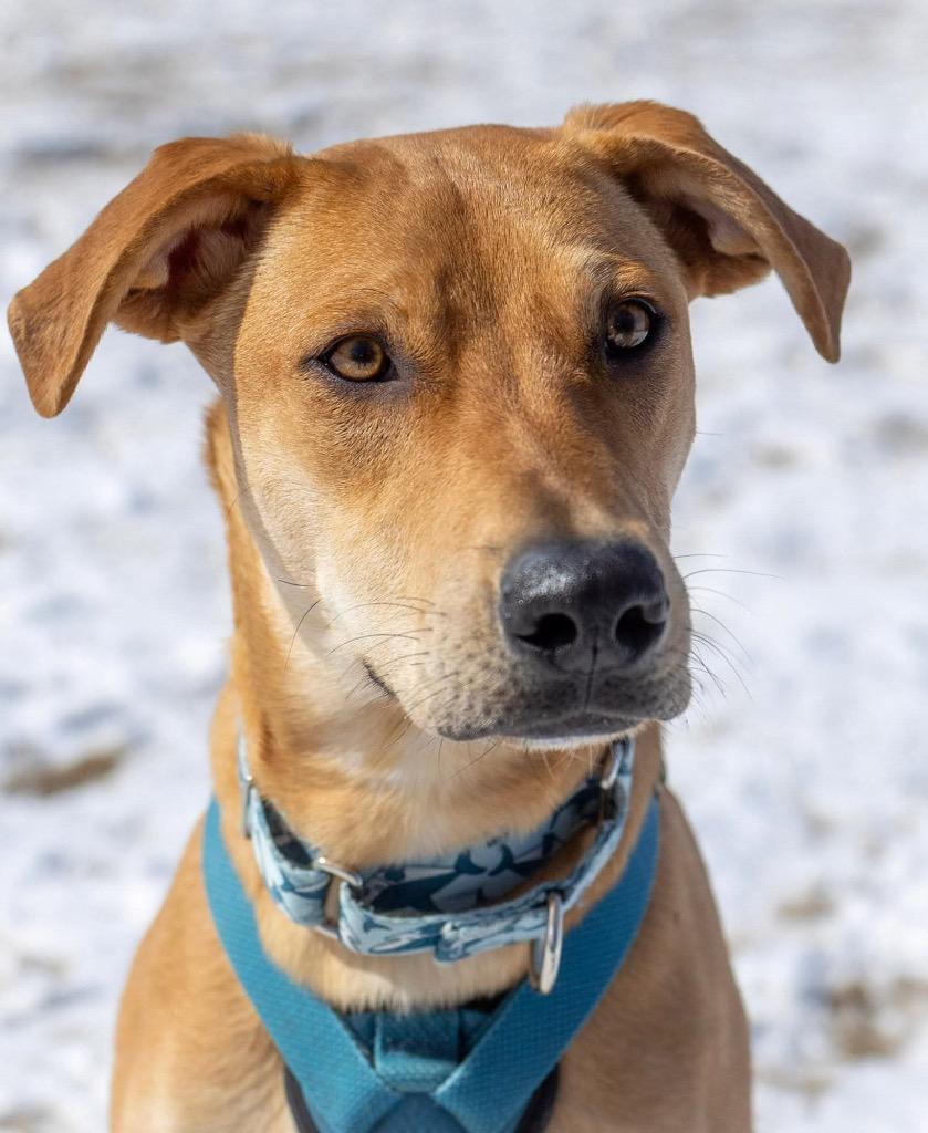 Enlarge Abe, a Adoptable mixed breed in Savage, MN image 6/6