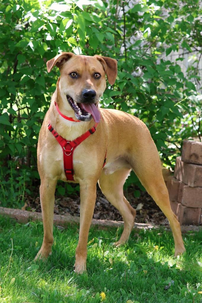 Abe, a Adoptable mixed breed in Savage, MN image 4/4