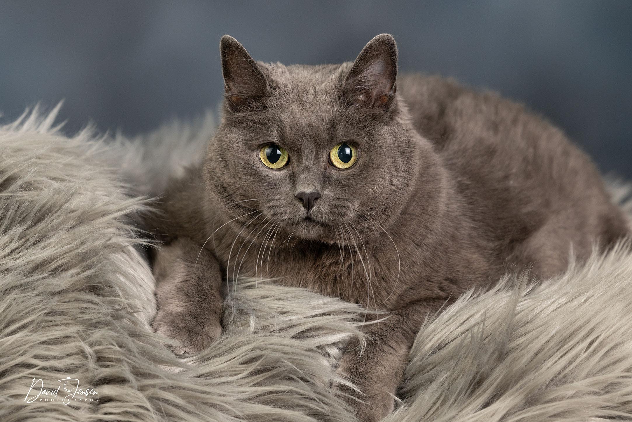 Asha, Adoptable, Senior Female Domestic Short Hair.