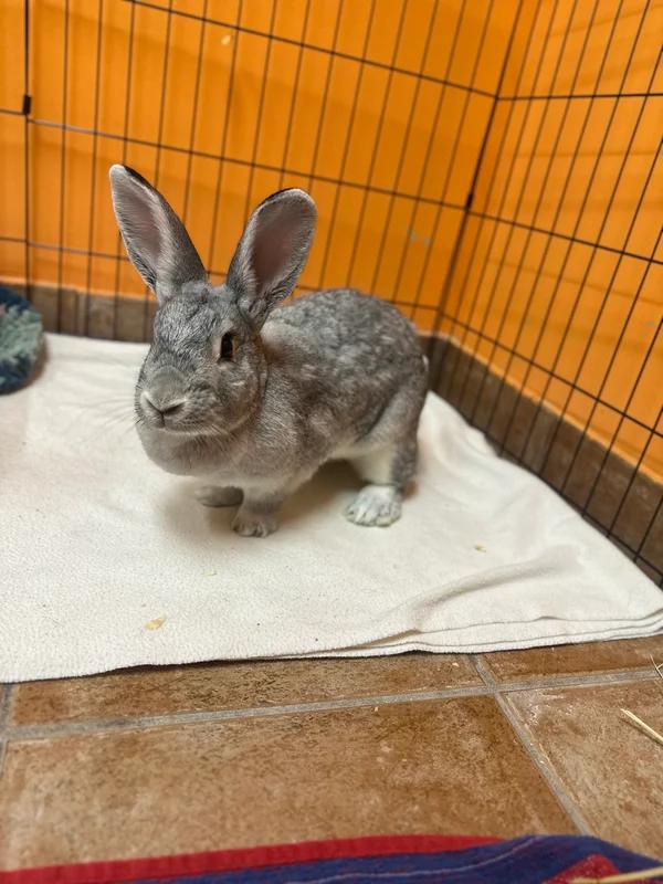 Enlarge Thunder, a Adoptable Bunny Rabbit in Hamilton, ON image 2/3