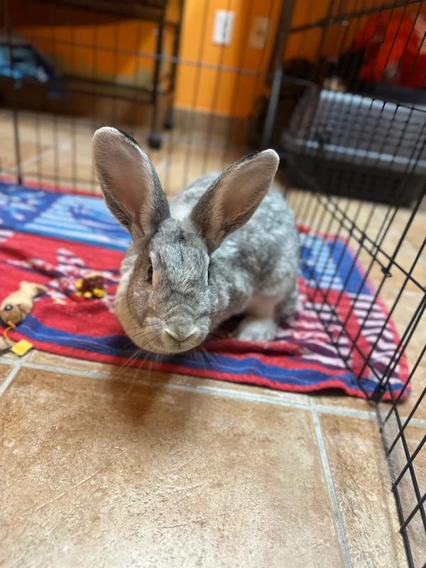 Enlarge Thunder, a Adoptable Bunny Rabbit in Hamilton, ON image 1/3