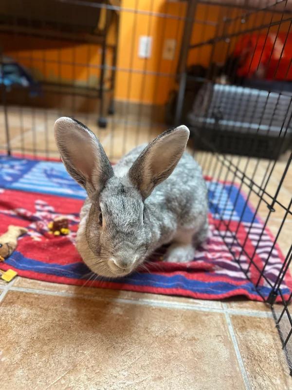 Enlarge Thunder, a Adoptable Bunny Rabbit in Hamilton, ON image 3/3