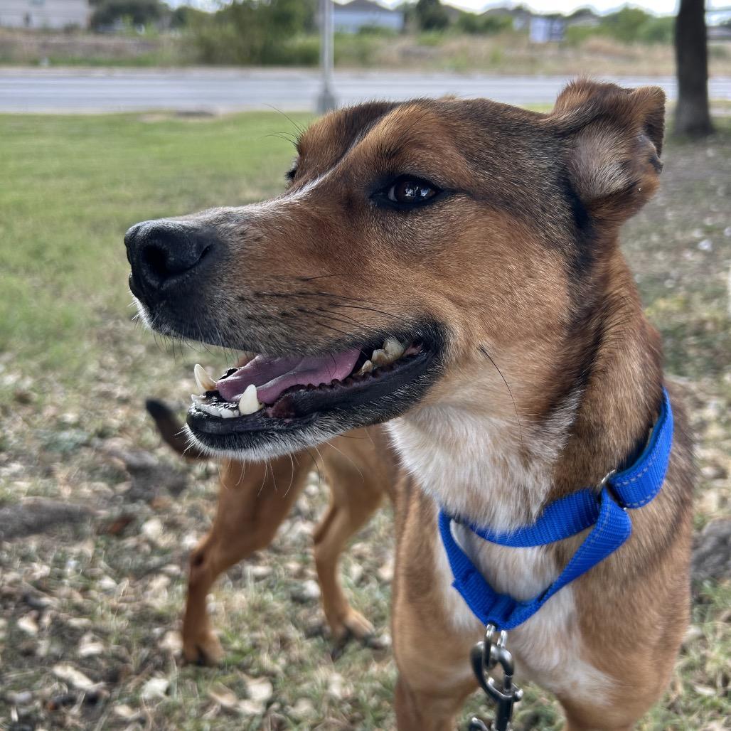 Vesper, Adoptable, Adult Female Mixed Breed.