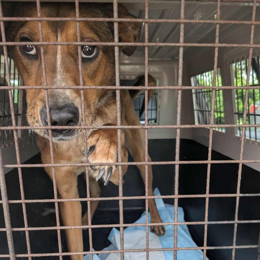 Enlarge Vesper, a Adoptable Mixed Breed in San Antonio, TX image 2/6