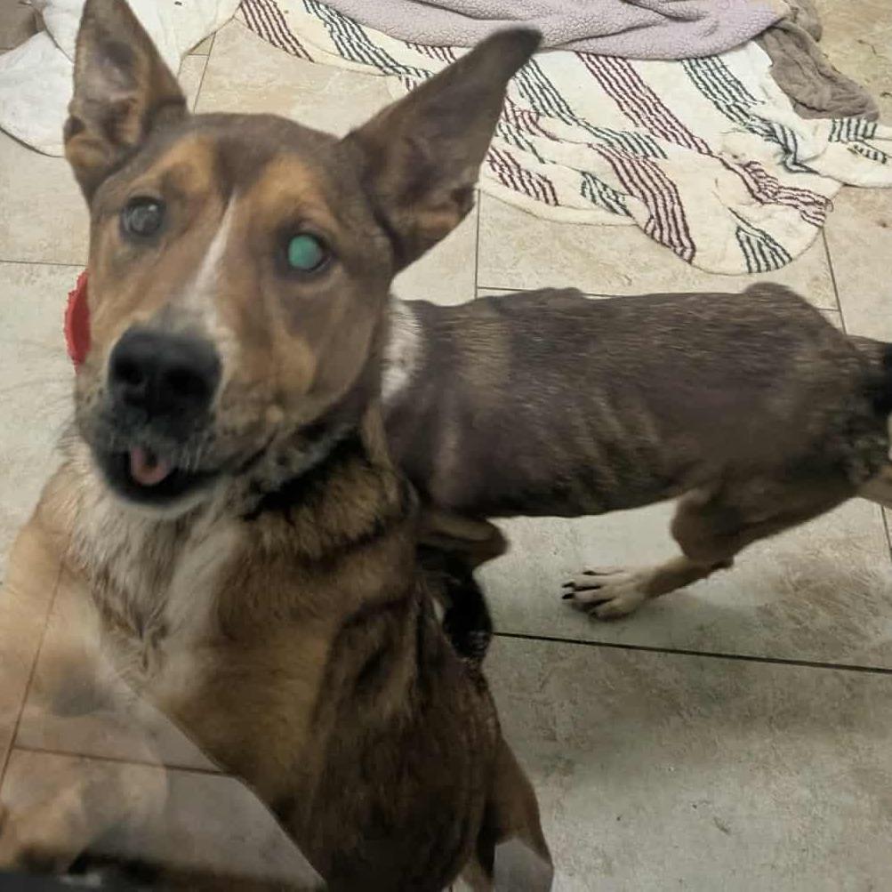 Enlarge Vesper, a Adoptable Mixed Breed in San Antonio, TX image 3/6